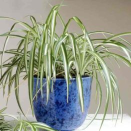 Nature Rabbit Indoor Low Maintenance Plants product category image