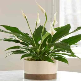 Nature Rabbit Indoor flowering Plant product category image