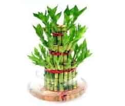 Nature Rabbit Lucky bamboo Product cover Image
