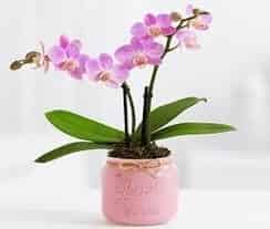 Nature Rabbit Orchids Product Category Image
