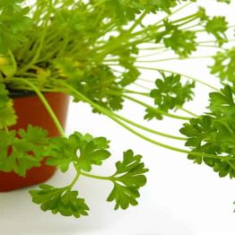 Table Top Parsley
