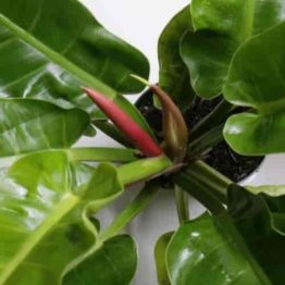 Nature Rabbit Philodendron Product category Image