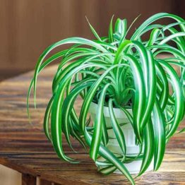 Table Top Spider Plant