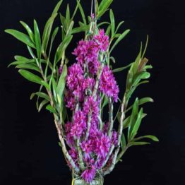 Nature Rabbit Orchid Hibiki Plant 1