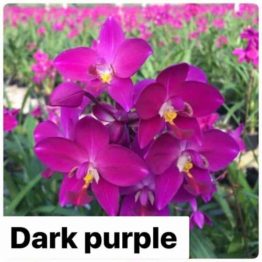 Nature Rabbit Ground Orchid Dark-Purple main