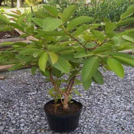 Nature Rabbit Guava Plant