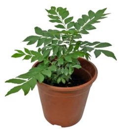 Nature Rabbit Curry Leaves Plant